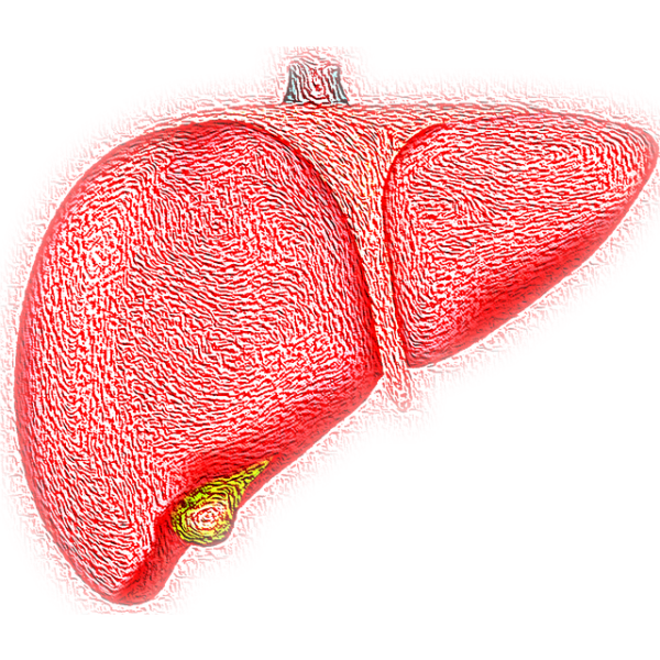 Life Expectancy with Fatty Liver Disease: Causes, Symptoms, and Treatment