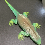 3D Printed Lizard